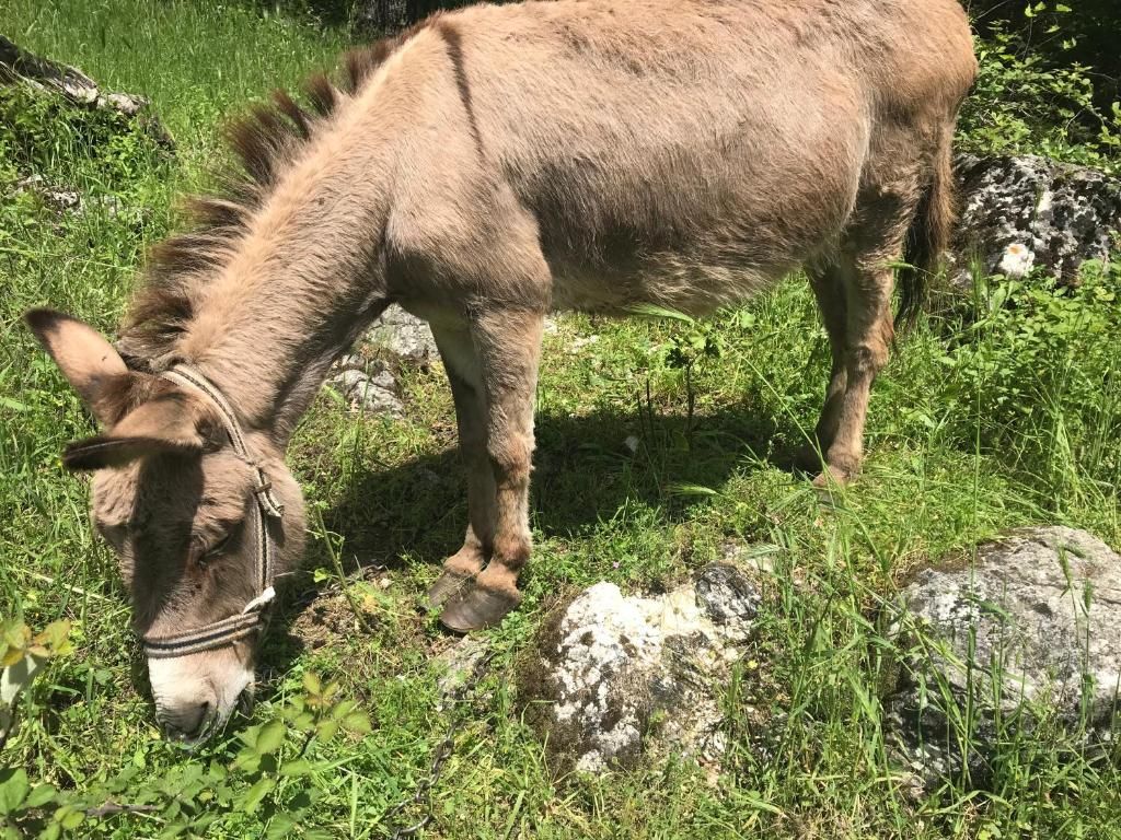 Дома для отпуска Holiday Home Djekljak Вирпазар